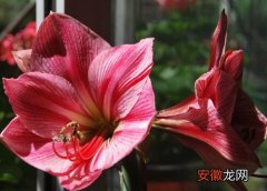 【花】朱顶红花叶病症状及防治方法