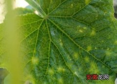 【花】黄瓜花叶病症状及防治方法