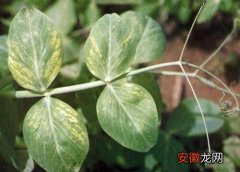【花】豌豆花叶病症状及防治方法