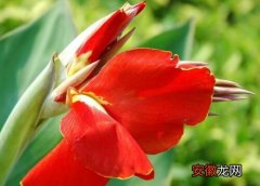 【花】美人蕉花叶病症状及防治方法