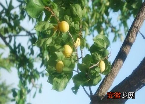 【树】杏树为什么不开花
