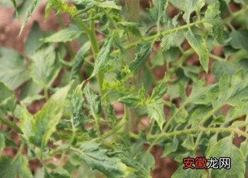 【花】番茄花叶病症状及防治方法