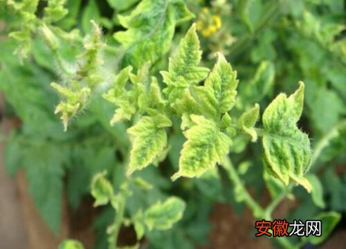 【花】番茄花叶病症状及防治方法