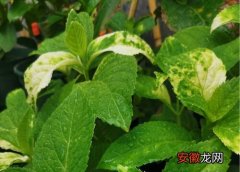 【花】绣球花叶病症状及防治方法