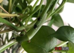 【植物】水培植物长虫子怎么办