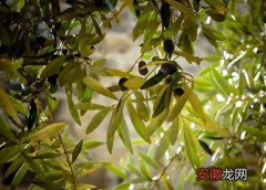 【长虫】橄榄树长虫子怎么办