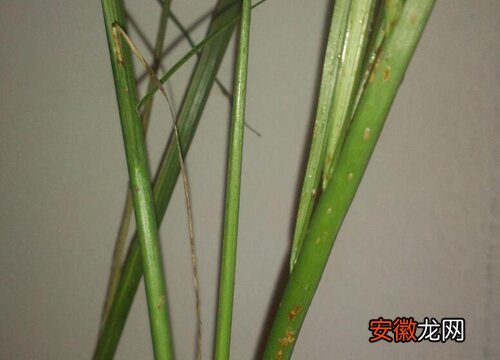 【长虫】竹子长虫子怎么办