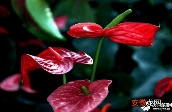 【白掌】红掌和白掌花的图片有哪些？