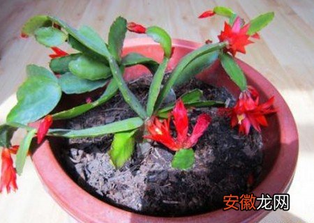 【花】蟹爪兰为什么掉花蕾有哪些补救方法？