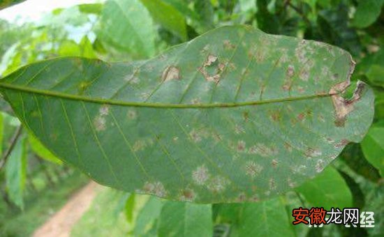 【病害】橄榄树主要病害的为害症状和防治措施介绍有哪些？
