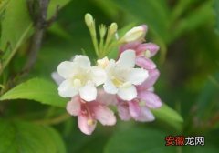 【吃】锦带花果实能吃吗，锦带花的功效与作用有哪些？