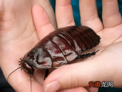 蟑螂的寿命长度 蟑螂能活多久