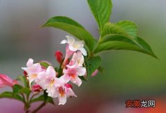 【花盆】锦带花盆景的繁殖方法有哪些？