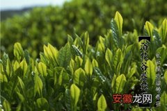 【树】茶树的分类及养殖方法有哪些？