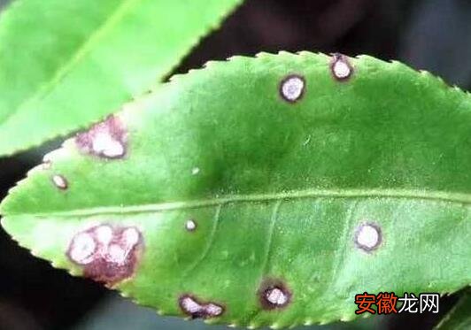 【长虫】锦带花长虫怎么办，锦带花的病虫害防治有哪些？