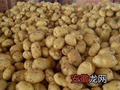 土豆作用很多 可是吃土豆能够解决便秘问题吗