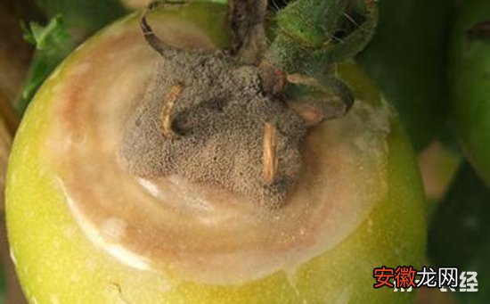 【防治】西红柿灰霉病的危害特征和防治方法有哪些？