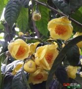 【花】金花茶C，nitidissima有哪些？