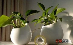 【效果】5种具有良好净化空气效果的盆栽植物介绍有哪些？