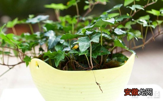 【盆栽】8种常见盆栽植物的扦插方法介绍有哪些？