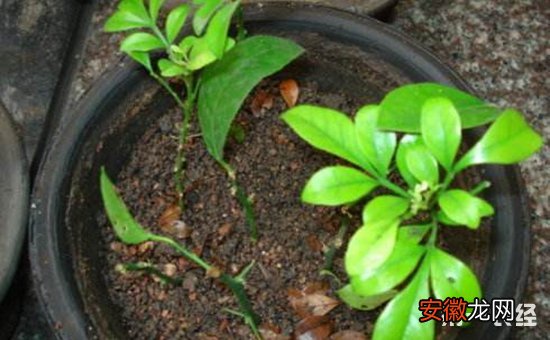 【盆栽】8种常见盆栽植物的扦插方法介绍有哪些？