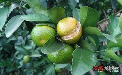 【防治】柑橘裂果怎么办？柑橘裂果的原因和防治方法有哪些？