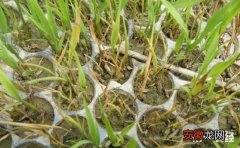 【方法】水稻立枯病有哪些预防方法？