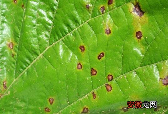 【叶子】西洋杜鹃叶子长虫怎么办，西洋鹃的病虫害防治有哪些？
