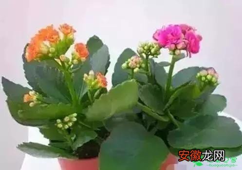 【花】喜欢养花的朋友们，看看这些花的养殖方法有哪些？
