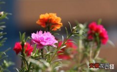 【花】一年四季都开花的盆栽花卉介绍有哪些？