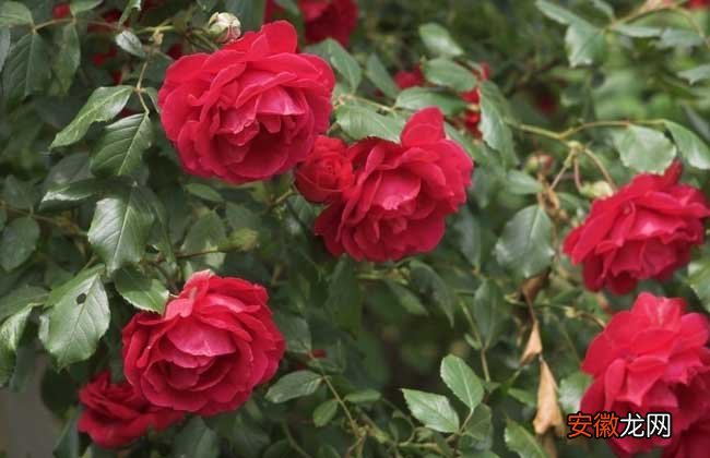 【玫瑰花】玫瑰花种子种植方法