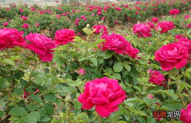 【玫瑰花】玫瑰花种子种植方法