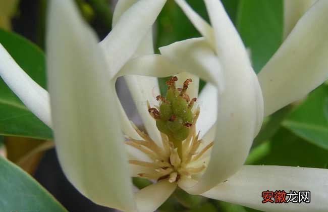【兰花】白兰花的繁殖方法