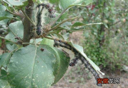 【长虫】火棘长虫了怎么办，火棘的病虫害防治有哪些？