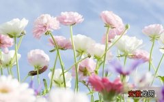 【花】洗衣粉可防治花卉的虫害有哪些？