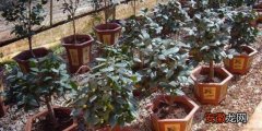 【茶】盆栽茶花宜用酸性土有哪些？