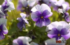【养殖】紫罗兰的养殖方法