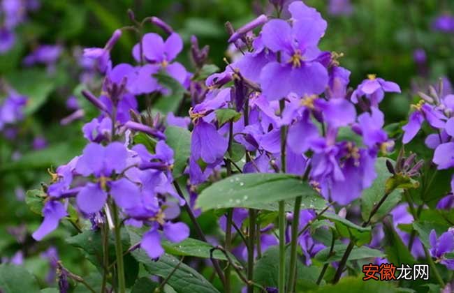 【品种】紫罗兰的品种分类