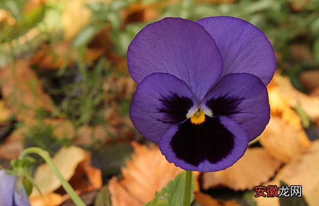 【品种】紫罗兰的品种分类