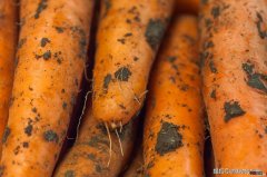 洗净的胡萝卜，含有甲醛吗？听听菜农怎么说，原来这么多年都错了