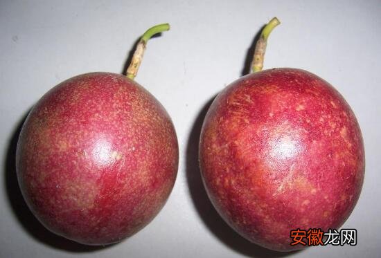 【莲】西番莲是百香果吗，西番莲和百香果的区别有哪些？
