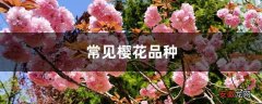 【樱花】常见樱花品种