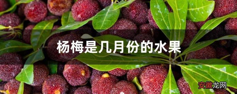 【月份】杨梅是几月份的水果