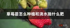 【种植】草莓苗怎么种植和浇水施什么肥