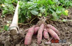 【方法】红薯，番薯，地瓜的栽种方法图