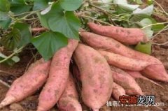 【种植方法】红薯的种植方法技术