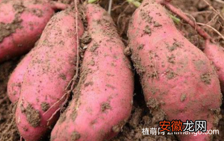 【生长】红薯生长期是多少天，红薯生长期是160～200天