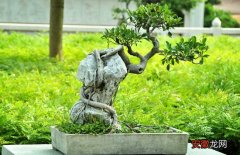 【树】榕树盆景的养殖方法