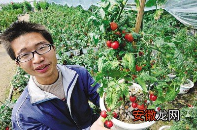 【桃】樱桃番茄的盆栽技术有哪些？