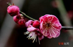 【花】关于描写梅花的诗句